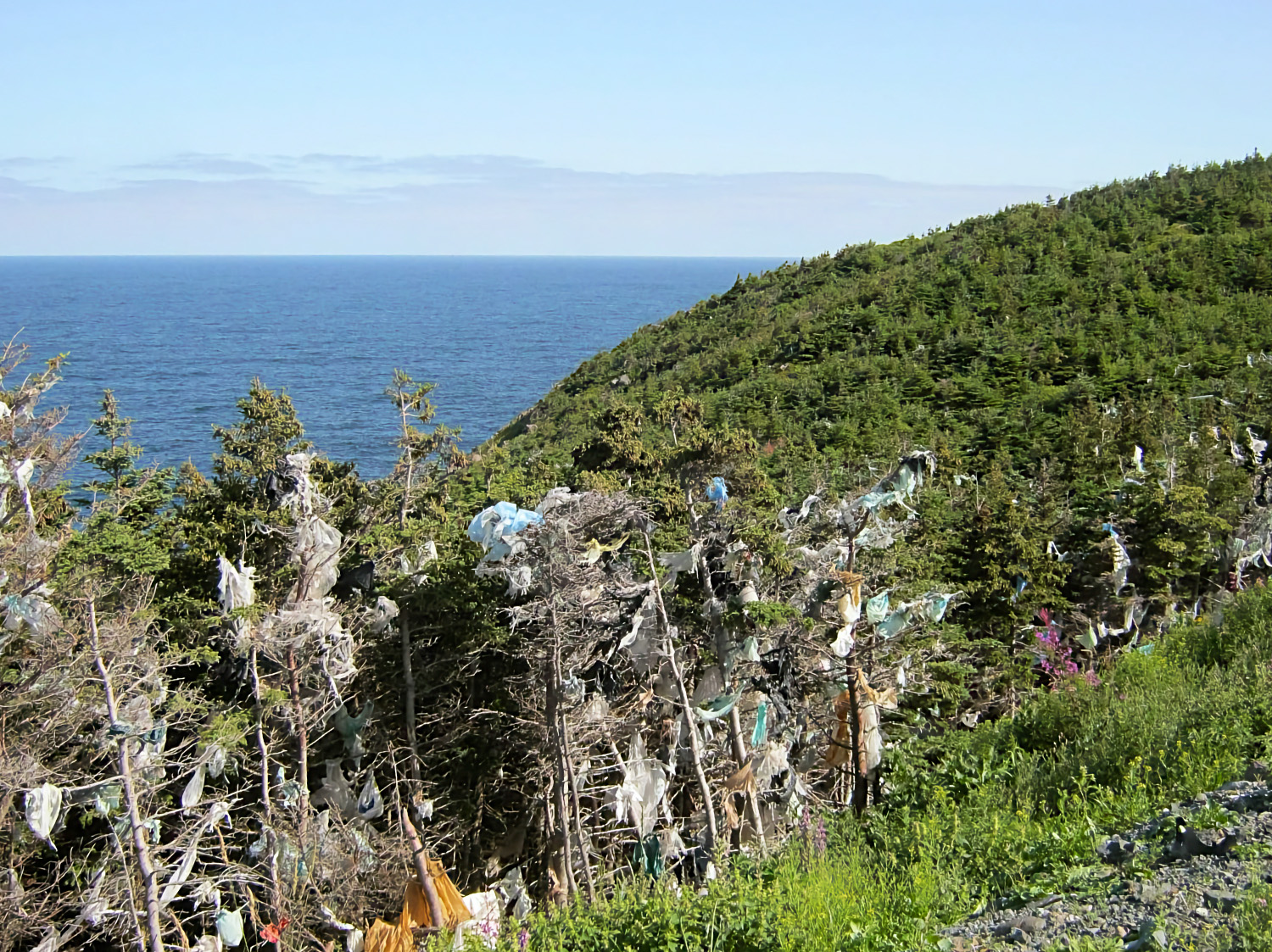 Verschmutzter Küstenhang mit Plastikmüll in Büschen und Bäumen, im Hintergrund das blaue Meer und bewaldete Hügel unter klarem Himmel.