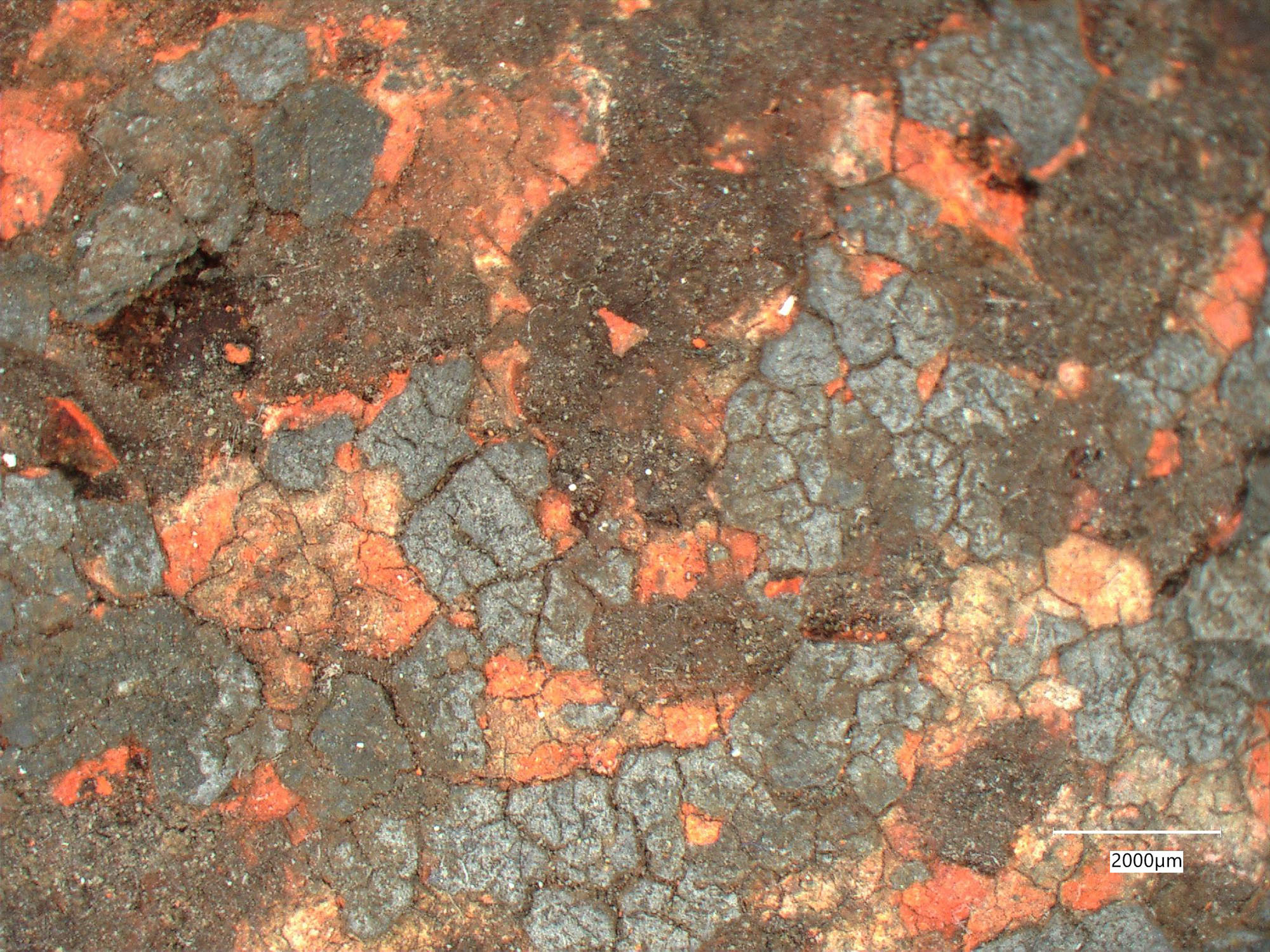 Mikroskopische Aufnahme einer stark korrodierten Metalloberfläche mit rötlichen und grauen Roststellen, Maßstab: 2000 µm.